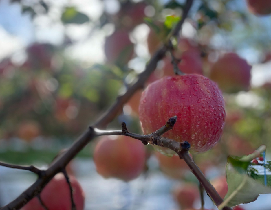 ジョナゴールド