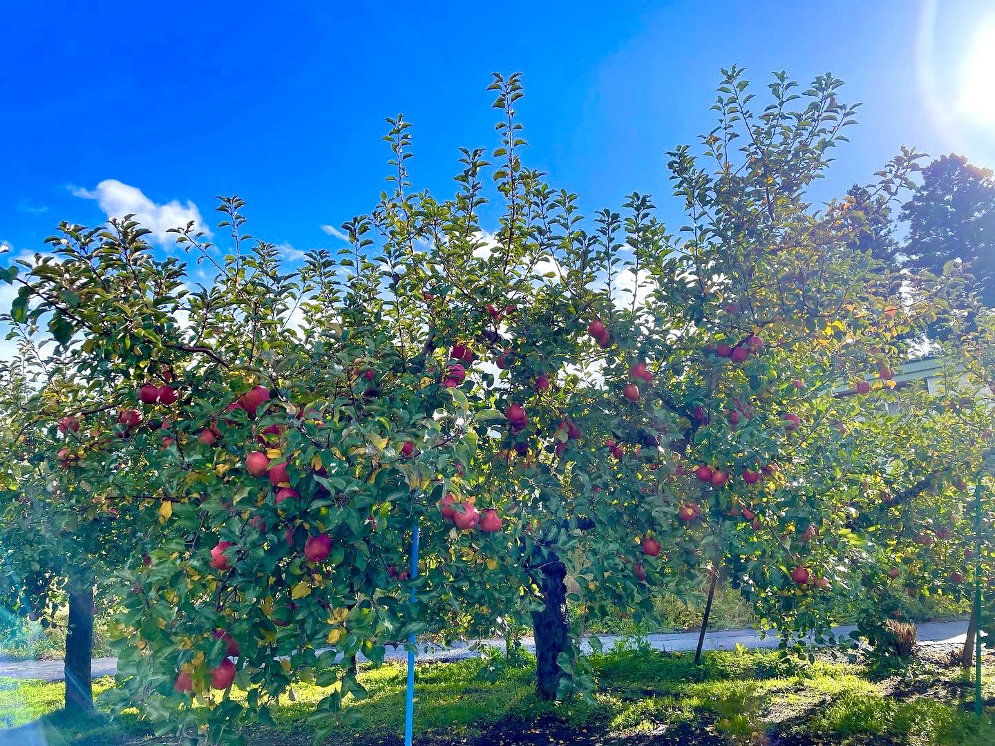 エースファームのりんご畑
